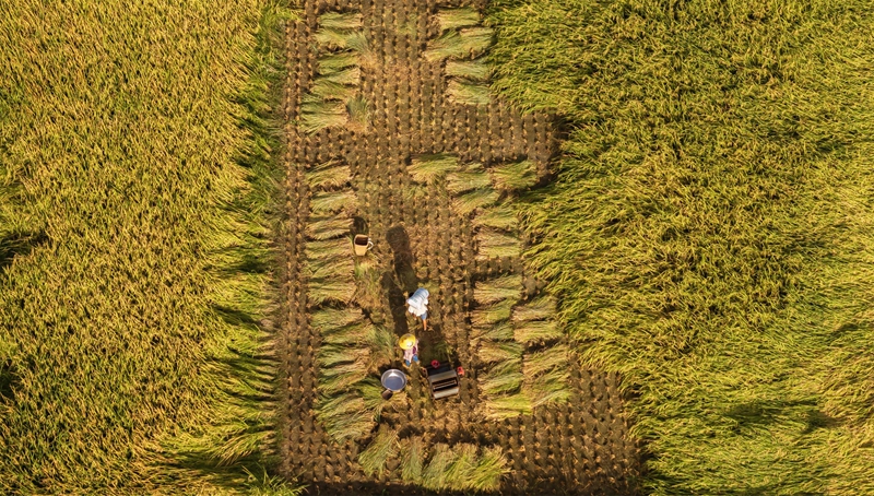 貴州省黔南布依族苗族自治州羅甸縣沫陽鎮羊場梯田水稻豐收一景。