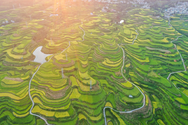 貴州省黔南布依族苗族自治州羅甸縣沫陽鎮羊場梯田水稻豐收一景。