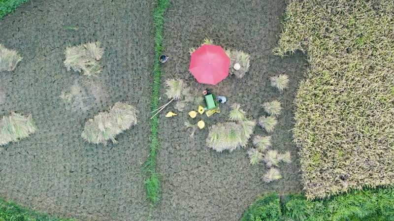 貴州省黔南布依族苗族自治州羅甸縣沫陽鎮羊場梯田水稻豐收一景。