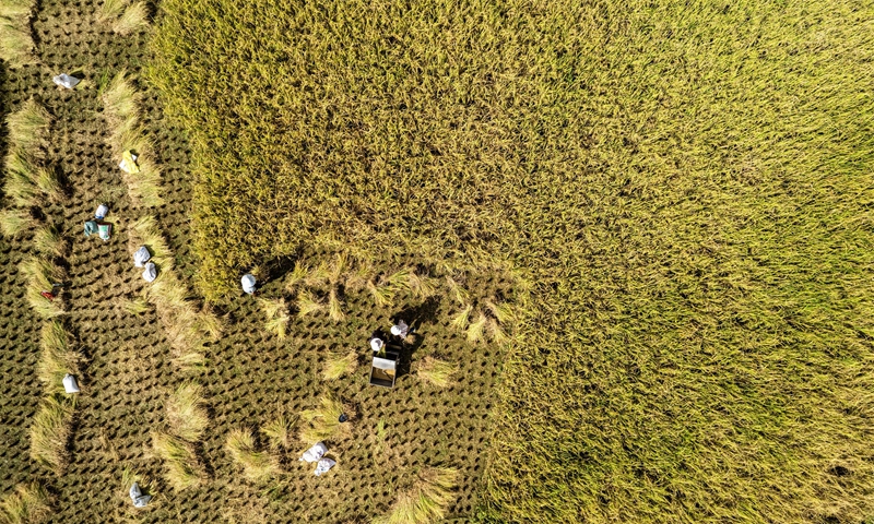 貴州省黔南布依族苗族自治州羅甸縣沫陽鎮羊場梯田水稻豐收一景。