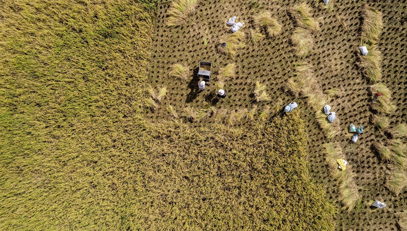 貴州省黔南布依族苗族自治州羅甸縣沫陽鎮羊場梯田水稻豐收一景。