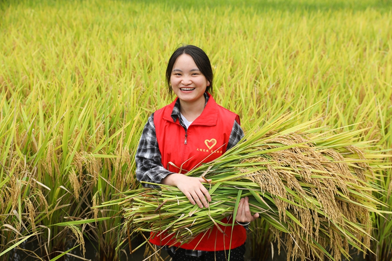 青年志愿者抱著剛收割的稻谷。劉夢 攝