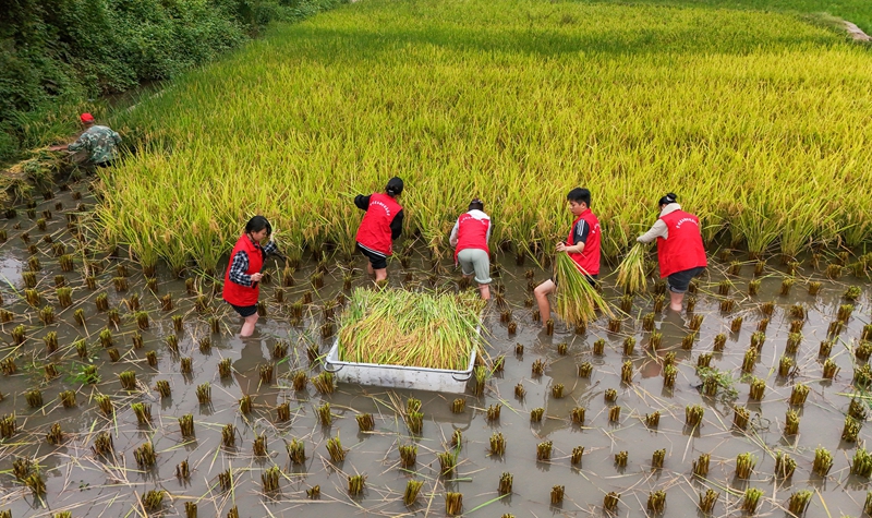 青年志愿者正在田間搶收成熟的稻谷。羅崢銘 攝 (1)