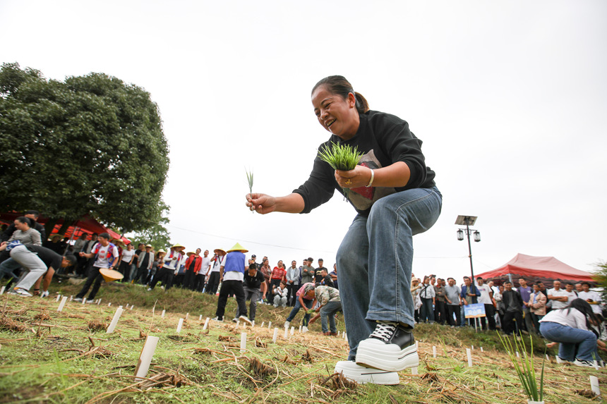 參賽人員進行農耕四項賽春種（巧手插秧）項目。石銀超攝