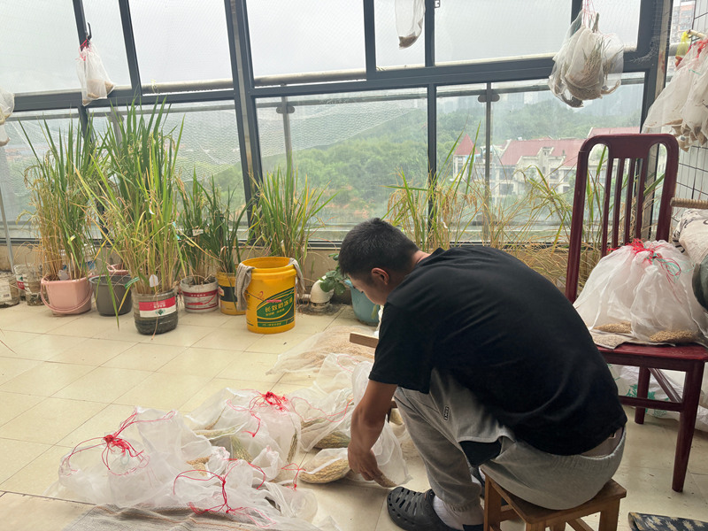 陽臺擺滿了一盆盆試驗水稻。