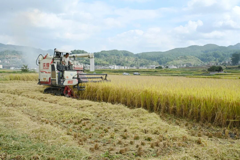 收割機收割稻谷。