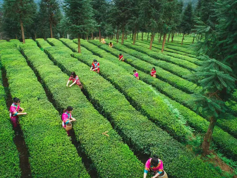 梵山凈水育新機 抹茶飄香興鄉村。