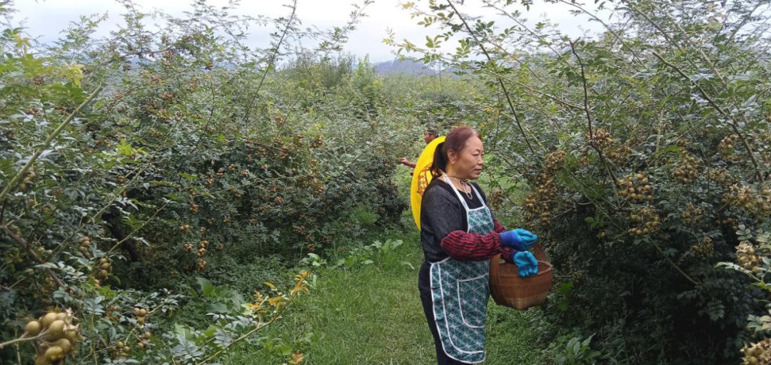 農業產業與科技賦能助力豐收季。