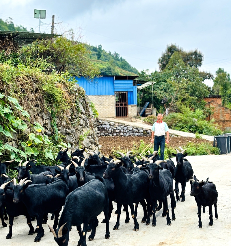 4、村民周從惠喂著30頭羊，用勤勞的雙手，將脫貧的成果穩穩地握在了自己手中。王燁 攝.jpg
