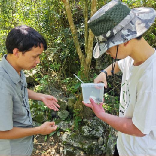 近日，貴州省安順市一名15歲的中學生趙耀宇在貴州茂蘭國家級自然保護區旅游期間，意外發現一只珍稀昆蟲——國家二級保護動物......