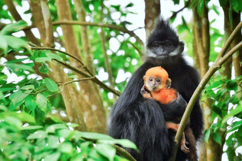 黑葉猴“添丁”。