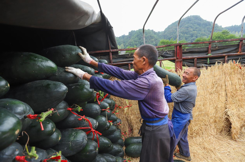 碩大飽滿的冬瓜。