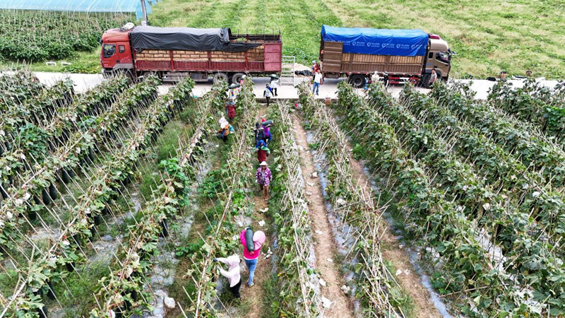 工人正忙碌地穿梭在瓜田中。