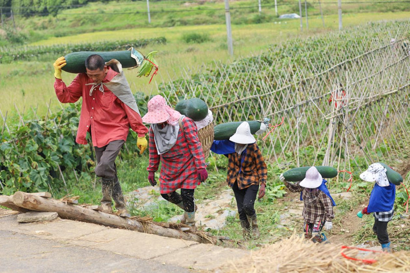 工人正忙碌地穿梭在瓜田中。