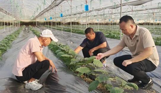 貴州羅甸：多措并舉扎實推進秋冬種工作2025年，全縣秋冬種計劃種植油菜5.3萬畝，小麥、馬鈴薯、雜豆等4.62萬畝，秋冬蔬菜9.6萬畝。