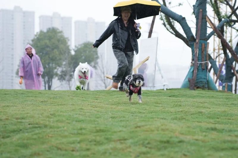 1、寵物快樂奔跑。