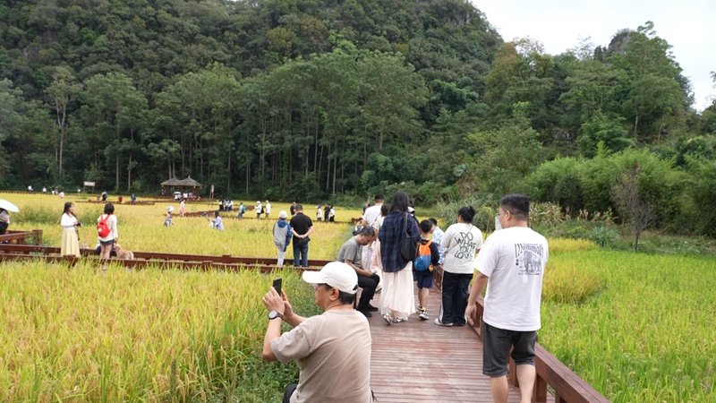 高蕩景區稻田。