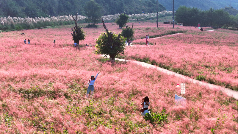如夢似幻的粉黛花海游客張開手臂享受美景記錄這浪漫時刻。