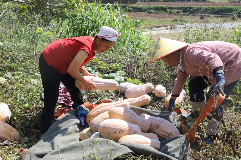 圖為施秉縣楊柳塘鎮屯上村村民正在給南瓜裝袋，方便無人機運輸