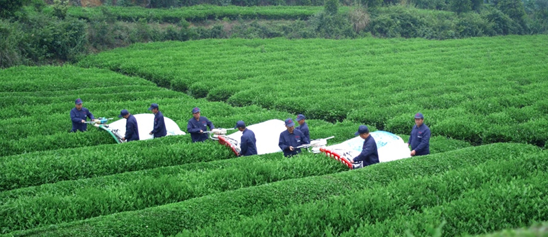 采茶工人用機器采收碾茶鮮葉。金莎攝
