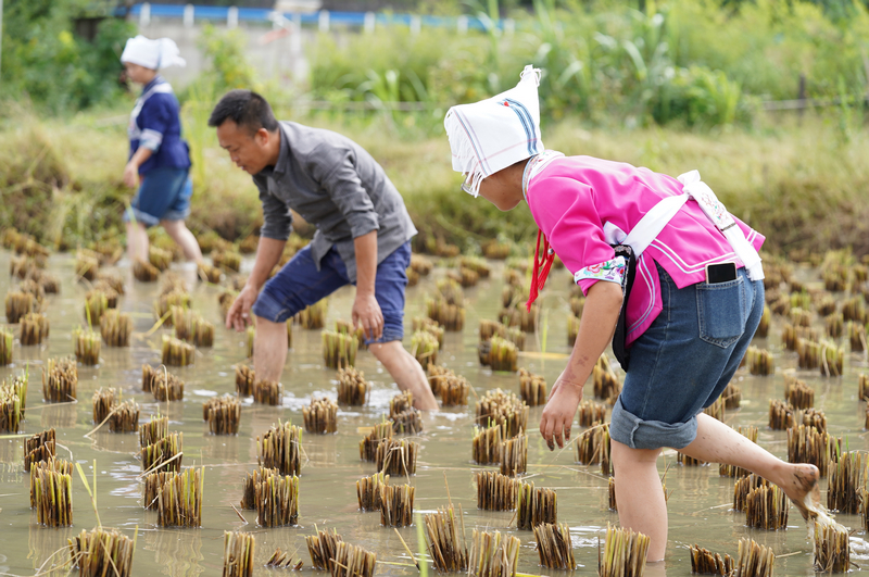 灣灘河村民正在捉魚。