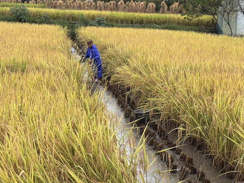 余下村村民正在捉魚。