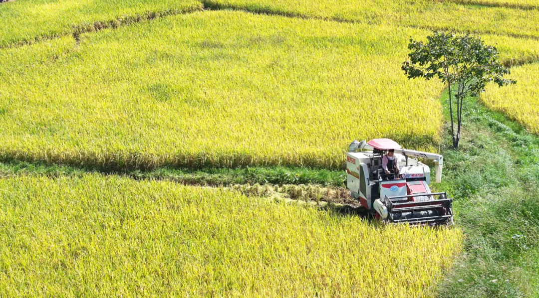 收稻農機在田里收割水稻。