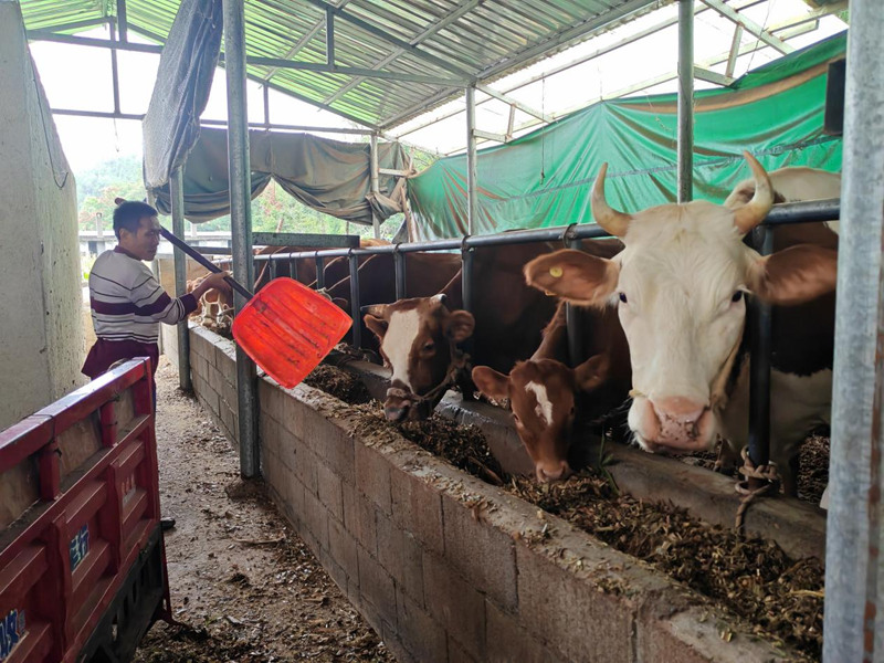 “?！碑a業蹚出鄉村全面振興“新路子”。