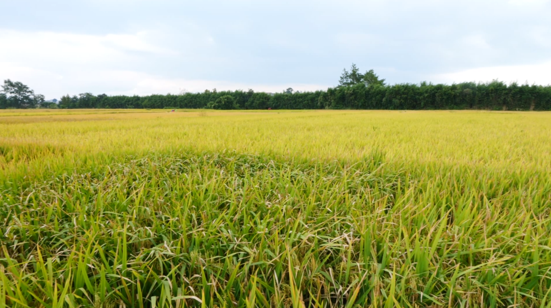 西秀區不斷建設高標準農田。