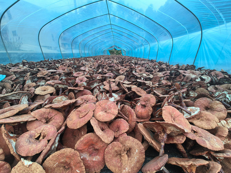 剛剛摘下的靈芝。