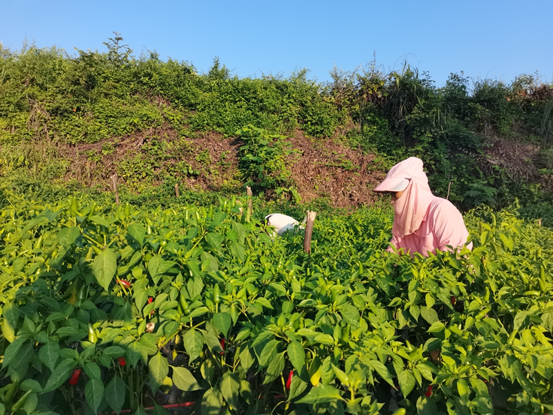 晨曦微光中，椒農采摘辣椒