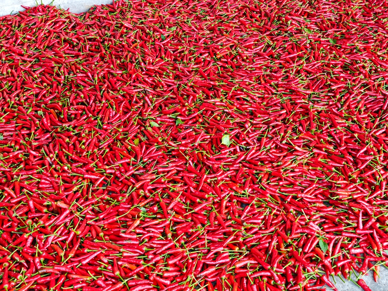 施秉縣白垛鄉新鮮采摘的辣椒。