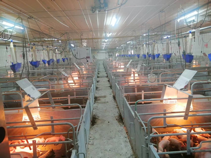 2、桐梓縣茅石鎮中關村日泉原種豬場。  圖片由采訪對象提供.jpg