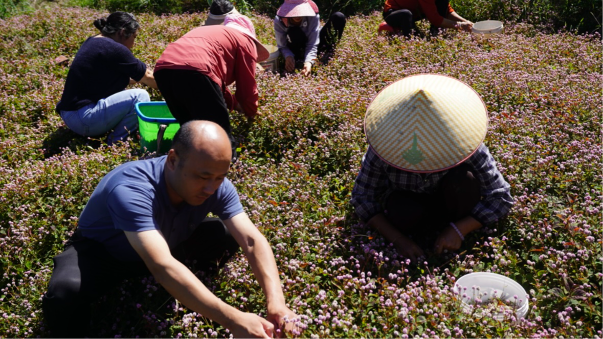 村民采摘頭花蓼。