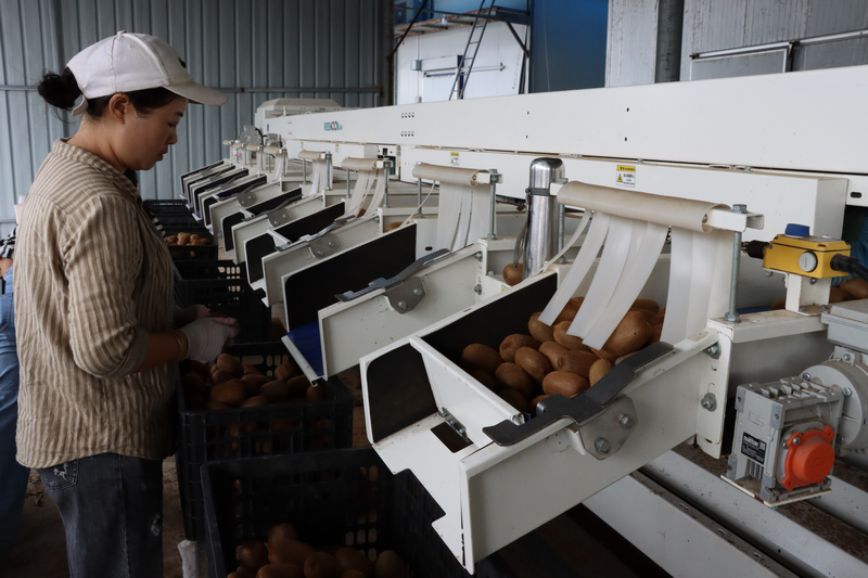 貴州羅氏果品開發有限公司生產車間。姜繼恒攝