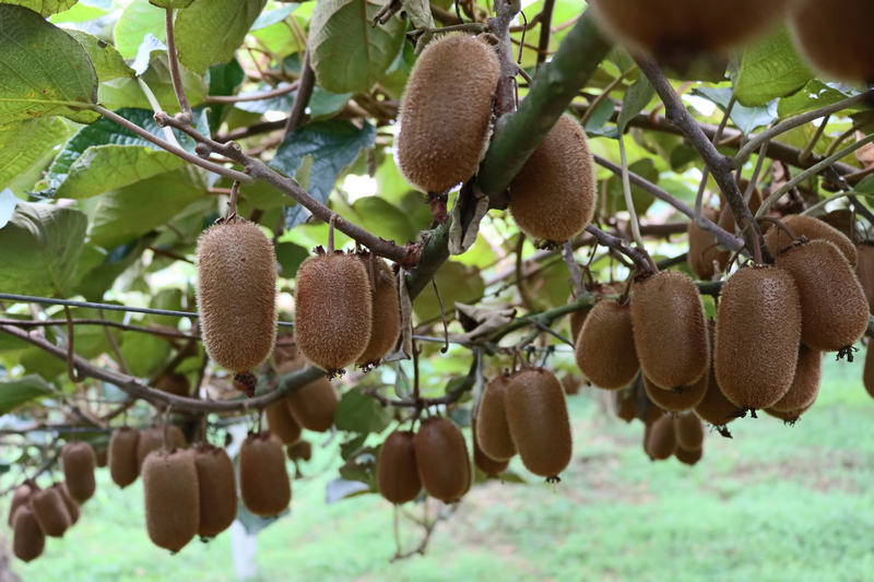 修文獼猴桃林。李宇攝