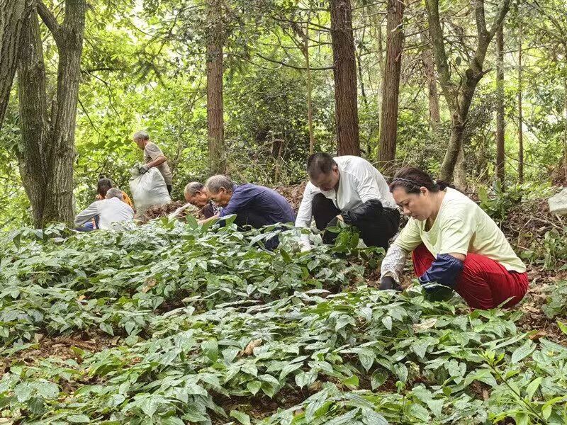 黨建別樣紅，產業遍地金。