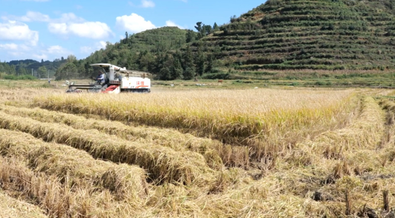 水稻測產創佳績 畝產實現新突破。