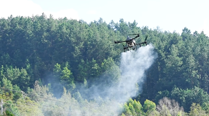 西秀區楊武鄉科技賦能小黃姜產業增產增收。