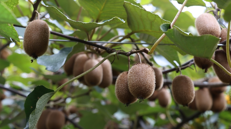 貴州獨山翁奇村：藤間掛滿獼猴桃 豐收季里話增收。