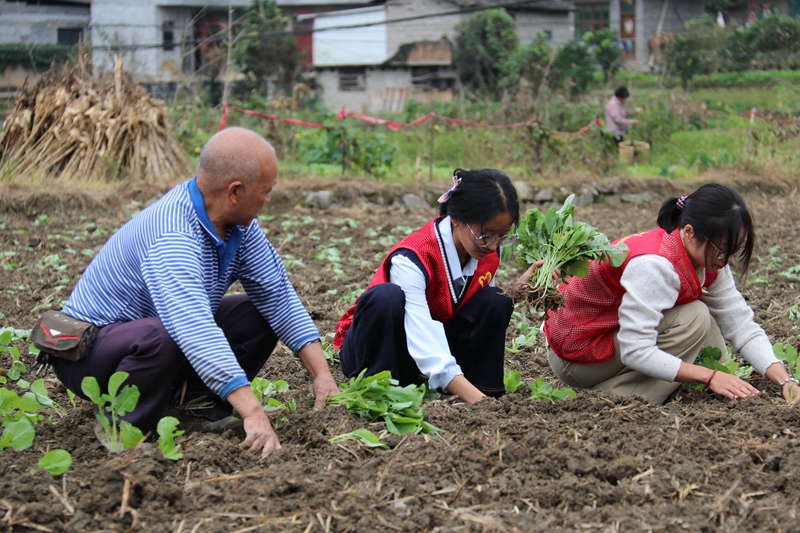 志愿者幫助農戶種植油菜。
