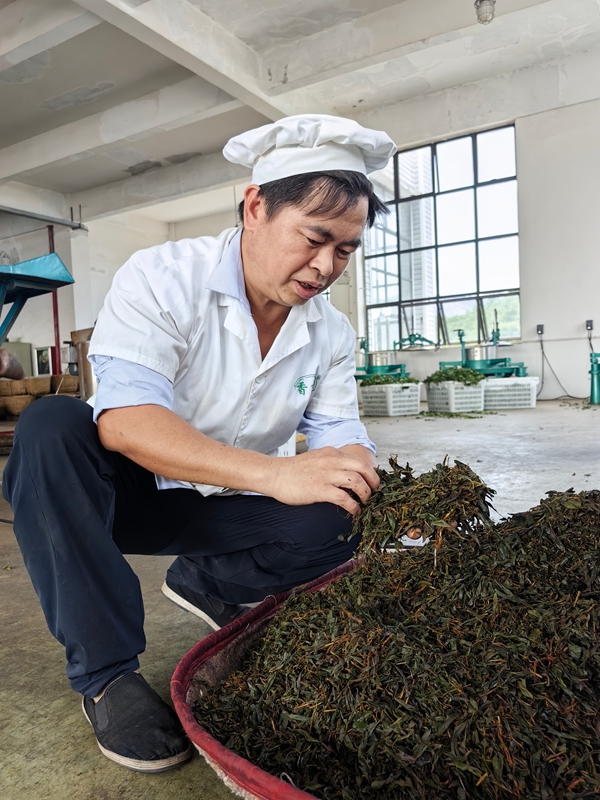 4、制茶工人龍文波正在制茶。.jpg