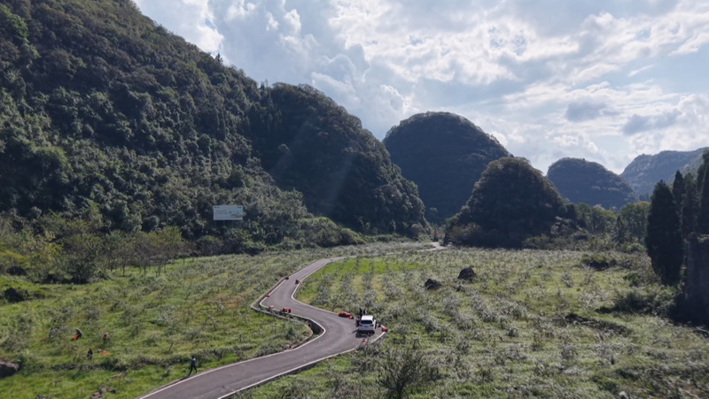 “黃金果”掛枝頭 金刺梨迎豐收。