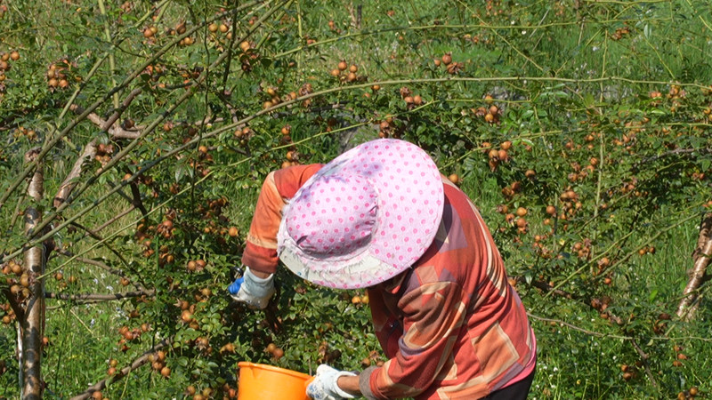 “黃金果”掛枝頭 金刺梨迎豐收。