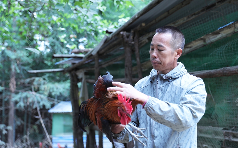 養殖場負責人石國城在查看雞的身體情況。 岑光柱  攝