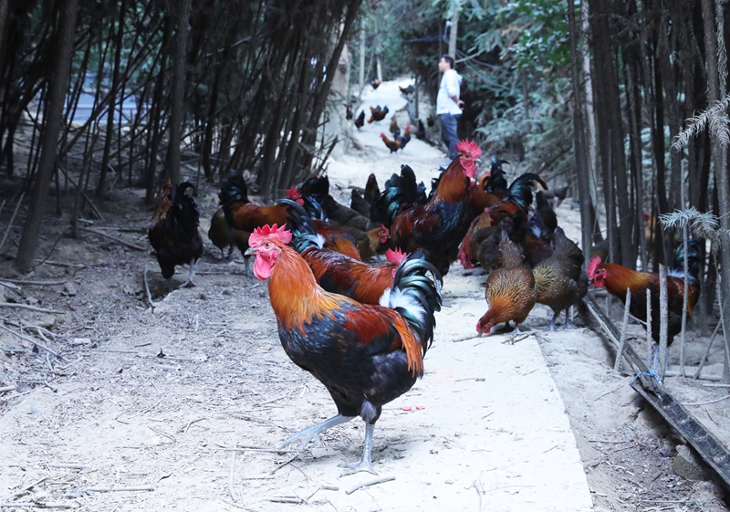 雞群在覓食。岑光柱  攝 (1)