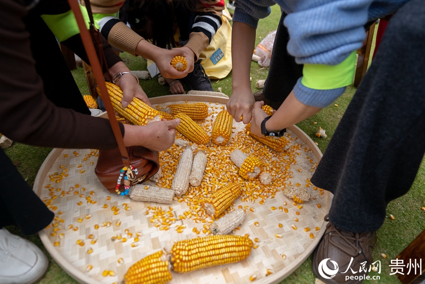 活動現場的剝玉米比賽。人民網記者 涂敏攝