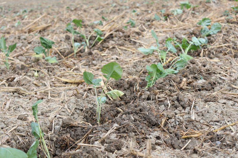 移栽好的油菜。