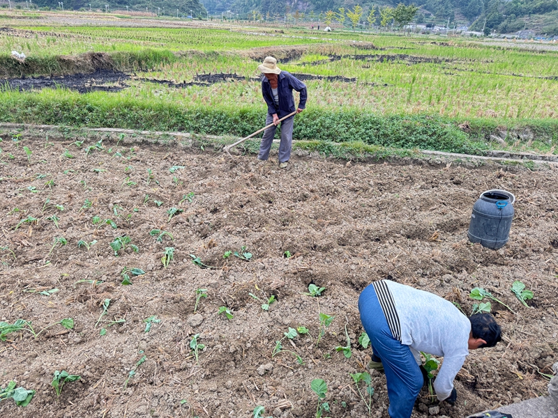 圖為：移栽油菜的場景 （胡曉嫻 攝）