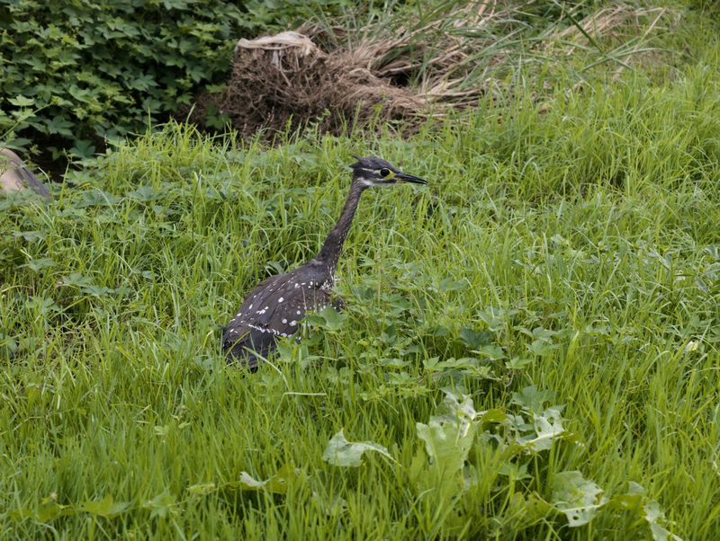 貴州印江：首現國家一級保護動物海南虎斑鳽。